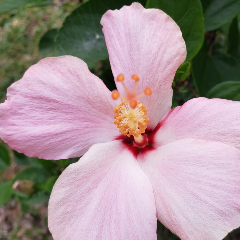 Meet your Posher, Colleen